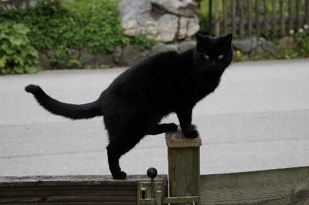 Foto Cerca bicho de estimação gato equilíbrio