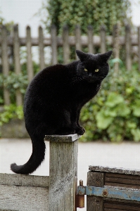 Fence post animal pet Photo