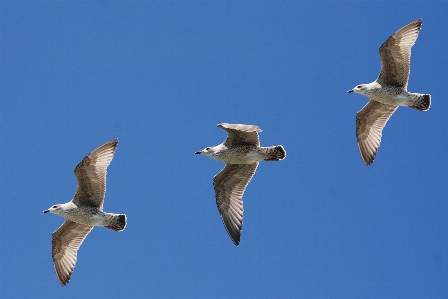 Foto Alam burung sayap langit