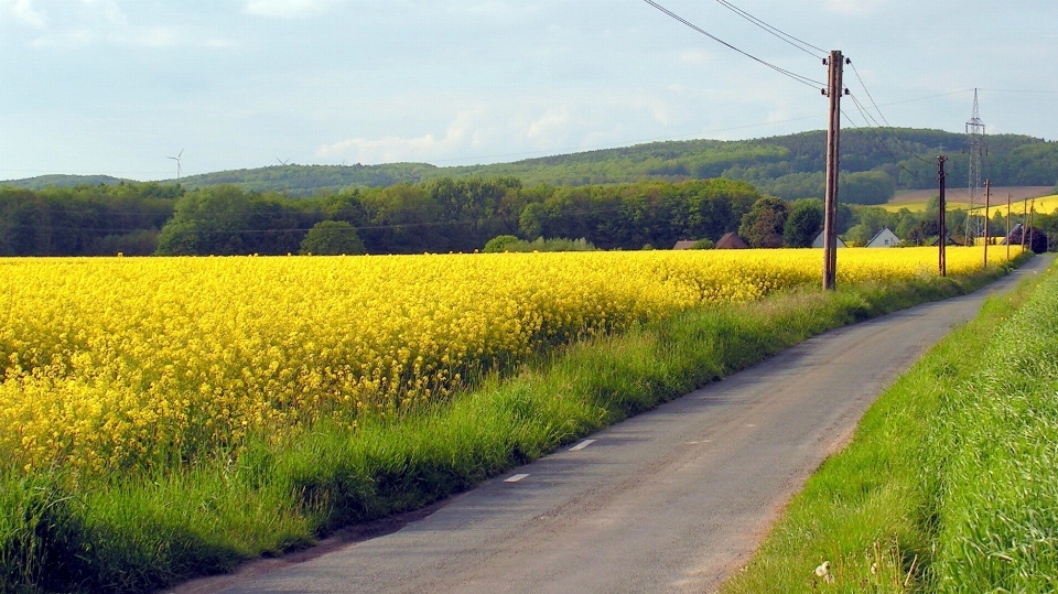 Paisaje naturaleza planta camino