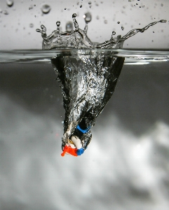 Фото вода ветвь снег зима