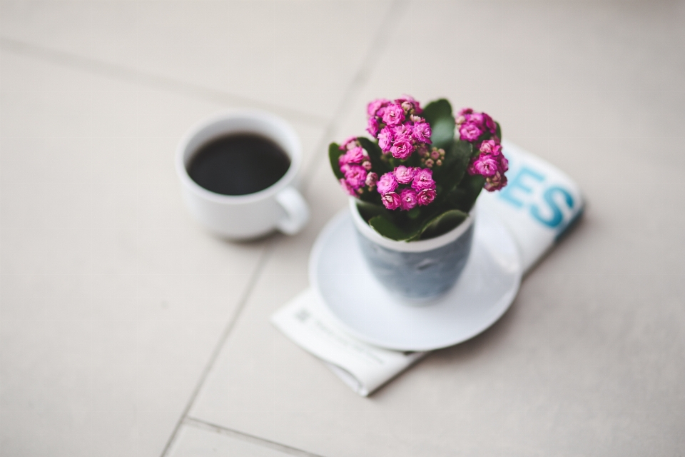 Mano caffè bianco fiore