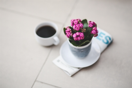 手 コーヒー 白 花 写真