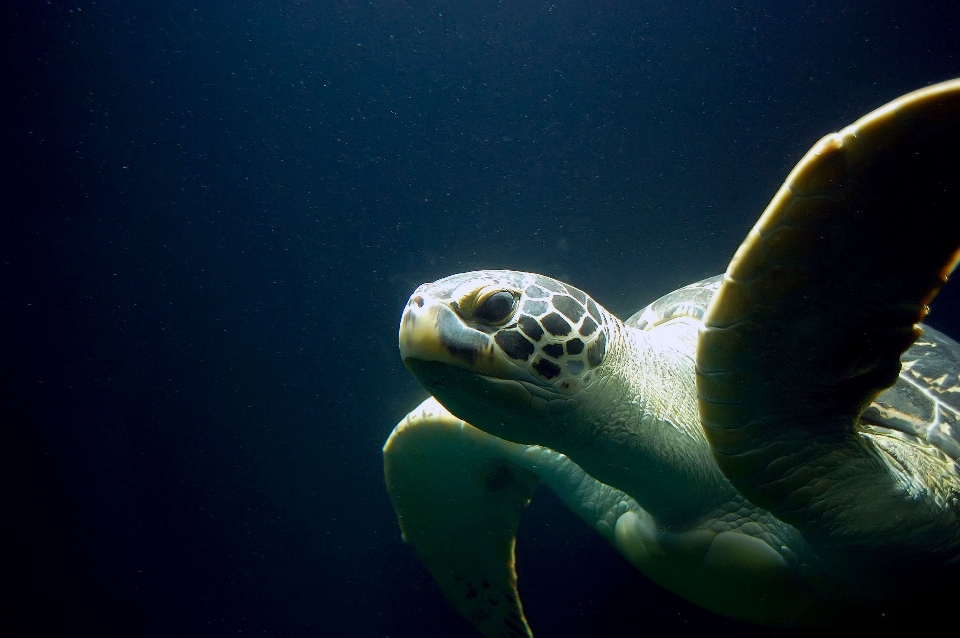 Mar submarino biología tortuga