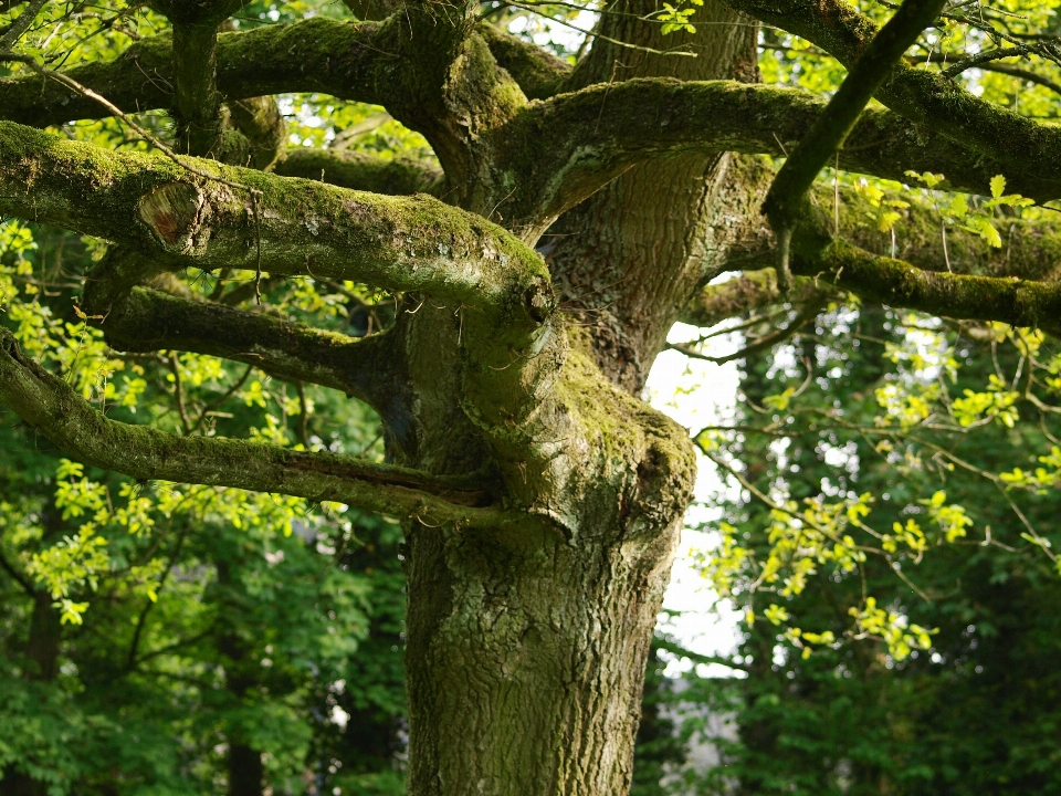 Arbre nature forêt bifurquer