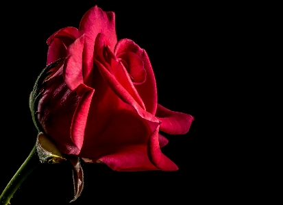 Blossom plant photography leaf Photo