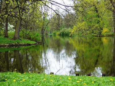 Landscape tree water nature Photo