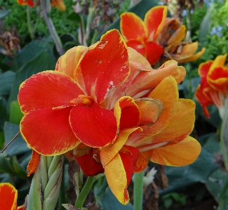 Plant flower petal orange Photo