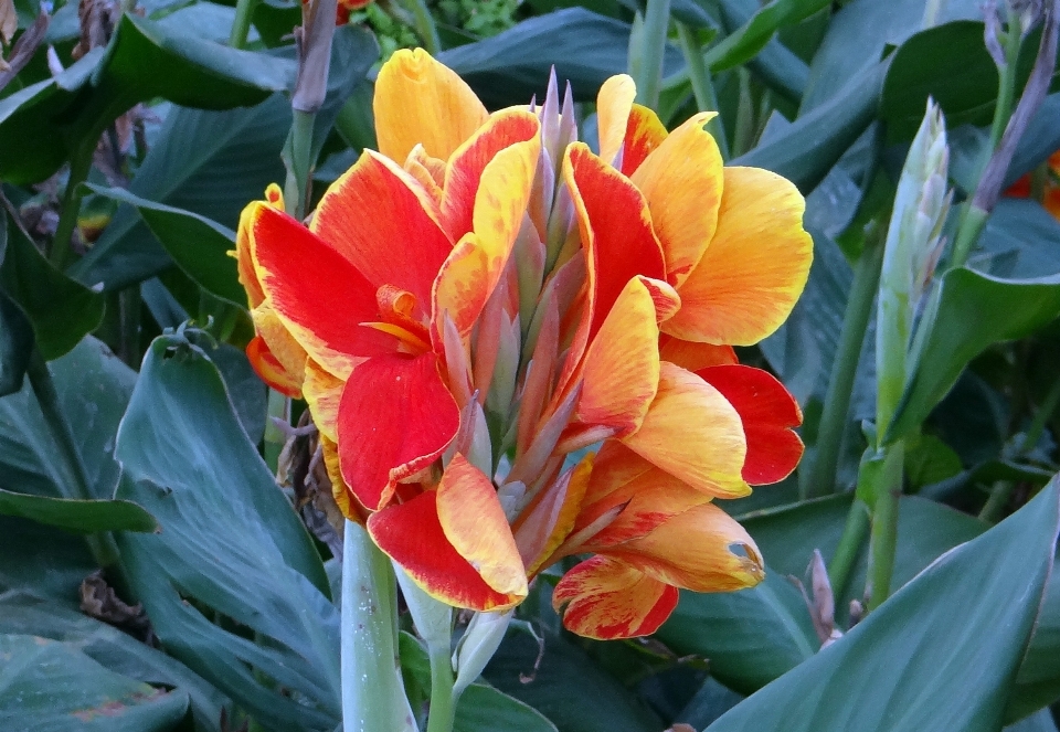 植物 花 花弁 チューリップ