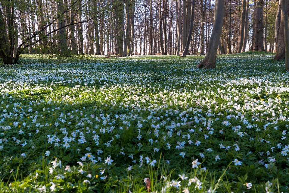 Foresta erba pianta campo