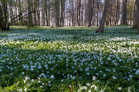 Forest grass plant field Photo