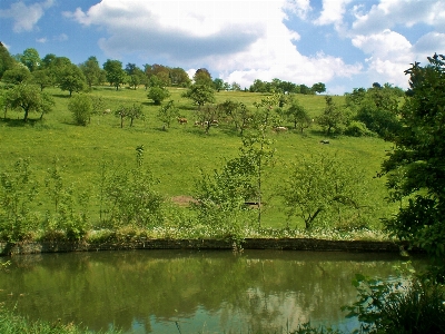 Landscape tree nature forest Photo