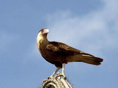 Foto Natura selvaggia
 uccello ala