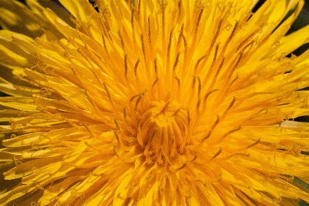 Blossom plant field dandelion Photo