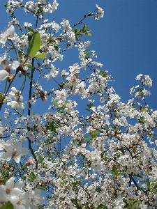 Ağaç doğa dal çiçek Fotoğraf