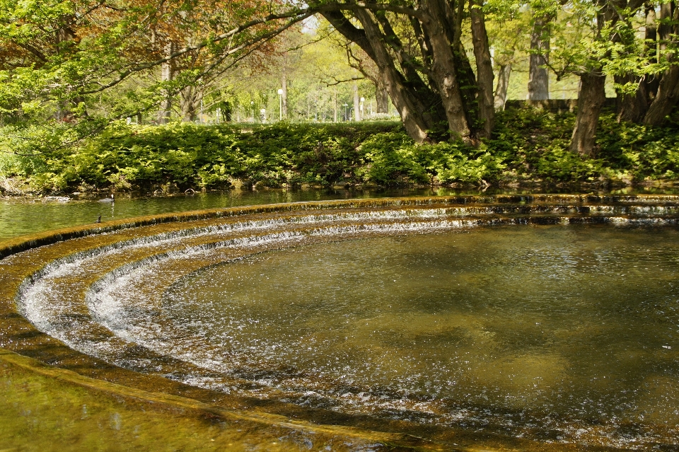 Landscape tree water nature