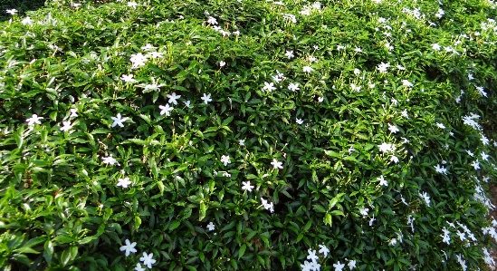 Tree plant leaf flower Photo