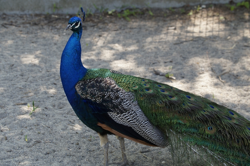 Nature oiseau faune le bec