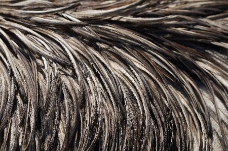 Bird wing wood fur Photo