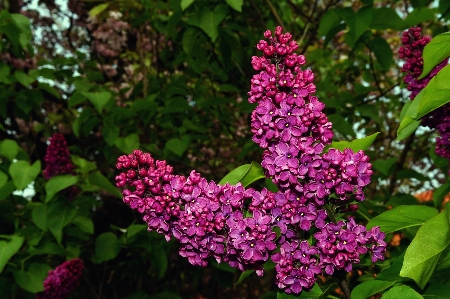 Blossom plant leaf flower Photo