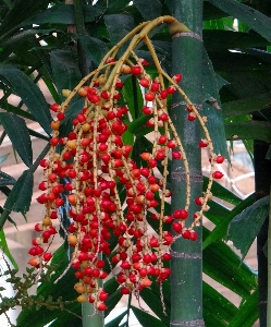 Baum anlage blume reif
 Foto