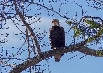 Tree nature branch bird Photo