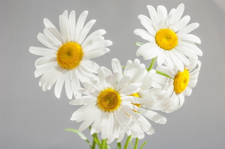 Blossom plant flower petal Photo