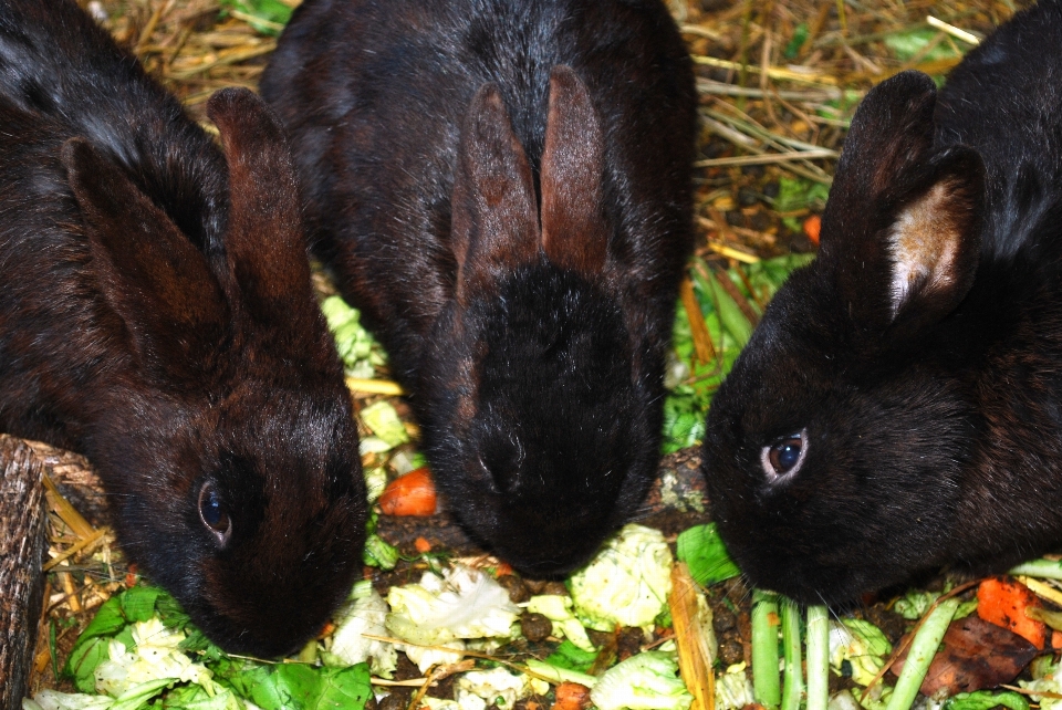 Tierwelt säugetier fauna kaninchen