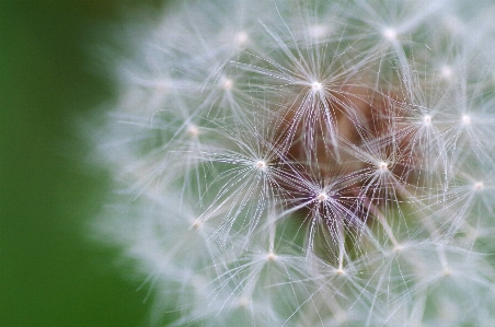 Nature grass plant field Photo