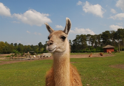 Photo Nature région sauvage
 animal faune