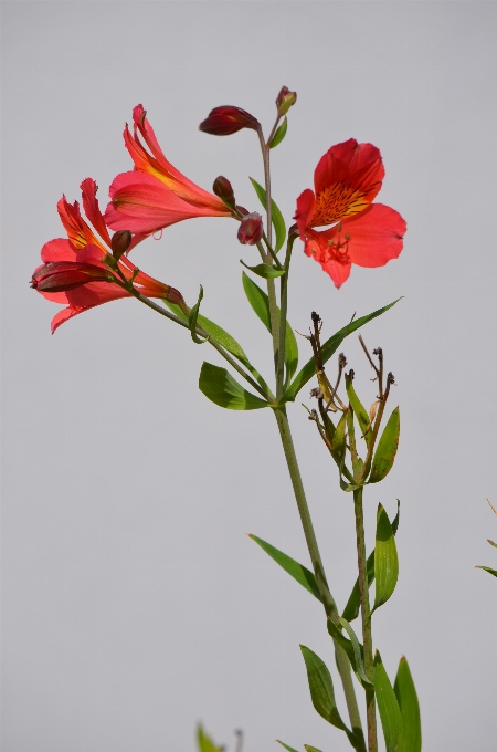 Blossom plant stem leaf