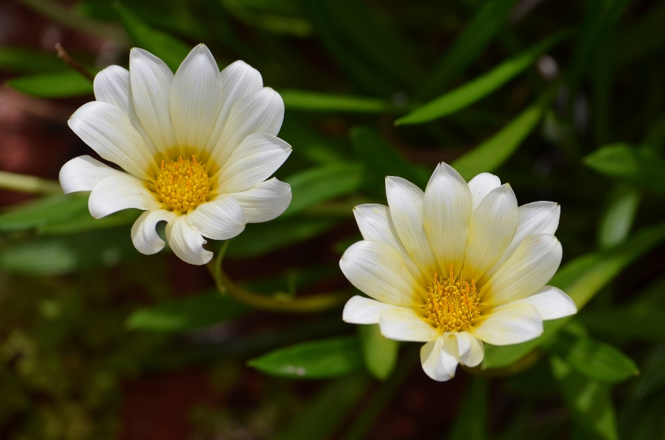 Nature fleurir usine prairie
