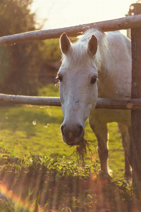 Nature animal wildlife horse