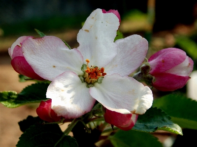 Tree nature branch blossom Photo