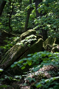 Tree nature forest rock Photo