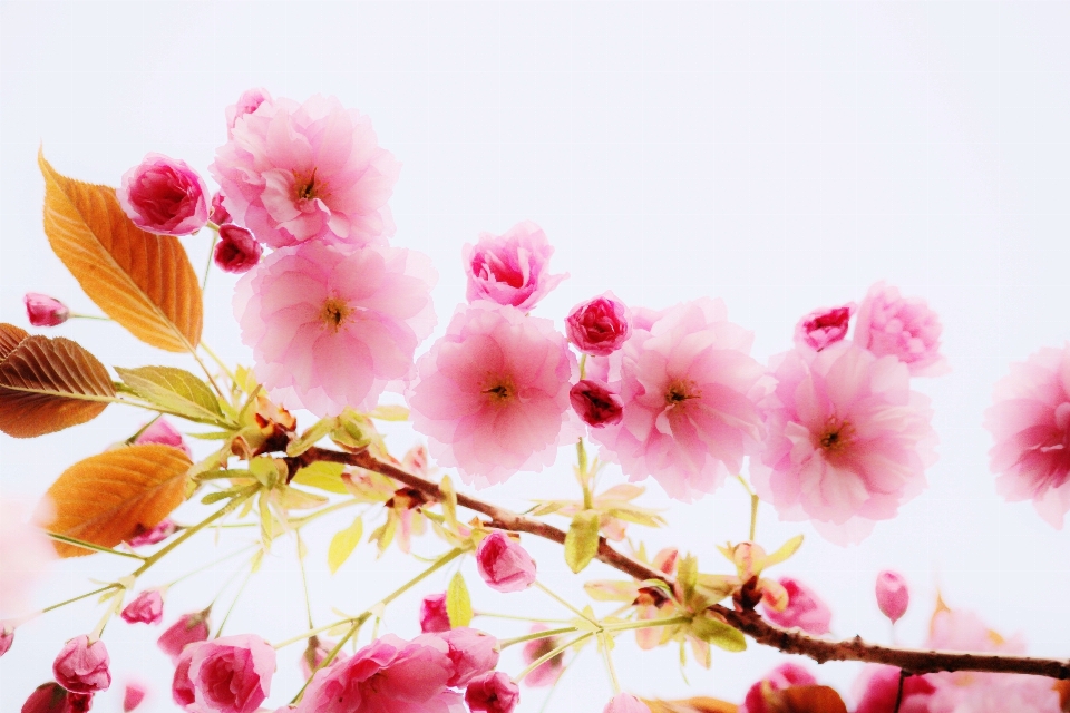 Tree nature branch blossom