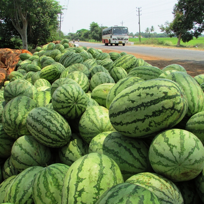 Planta campo fruta verano