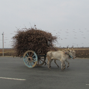 Work wheel wagon cart Photo