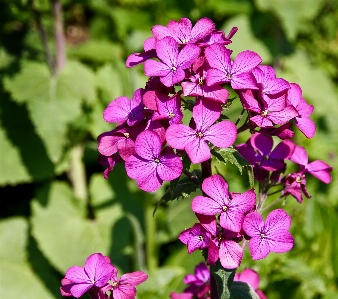 Nature blossom plant flower Photo