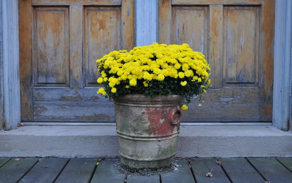 Planta caer flor verde