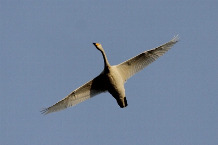 Bird wing sky fly Photo