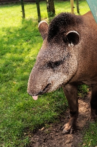 Gras wildnis
 tierwelt zoo Foto