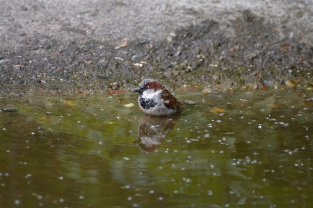 Foto Agua naturaleza pájaro fauna silvestre