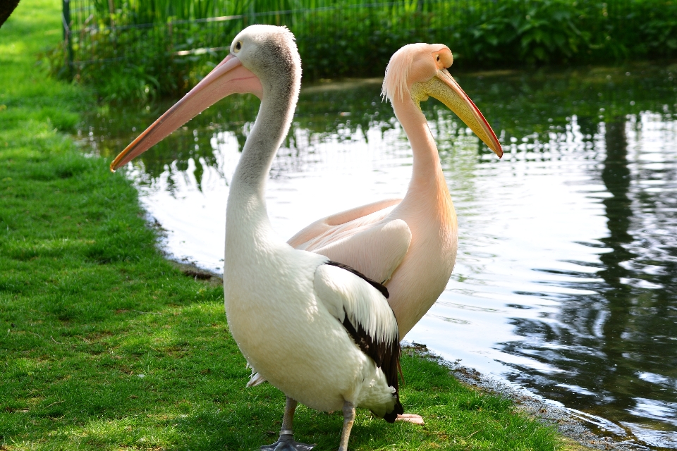 自然 鳥 動物 ペリカン