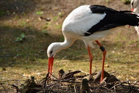 自然 鳥 野生動物 嘴 写真