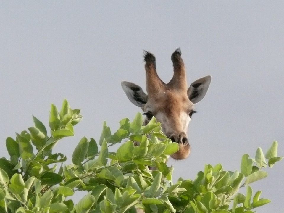 Tier tierwelt wild afrika