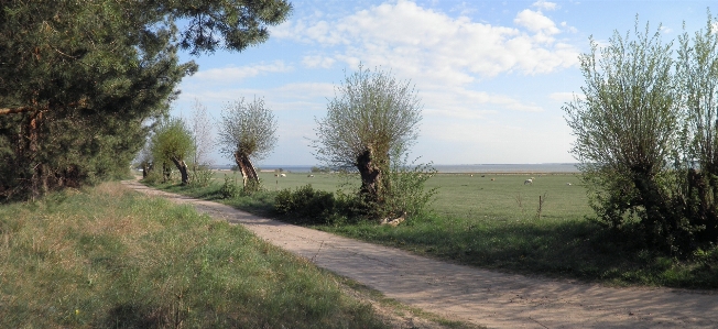 Landscape tree grass trail Photo