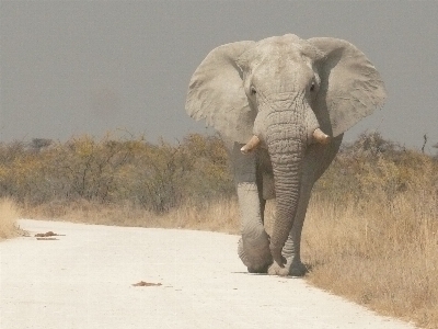 Foto Animal fauna silvestre salvaje África