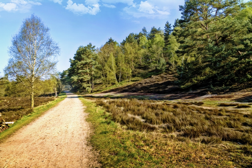 Paesaggio albero natura foresta