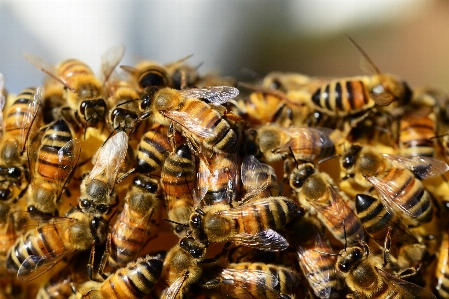 Foto Inseto macro fauna invertebrado